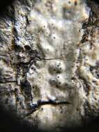 Image of wart lichen