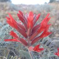 Imagem de Astragalus helleri Fenzl