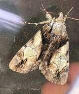 Image of Hawthorn Underwing