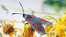 Image of Zygaena centaureae Fischer de Waldheim 1832