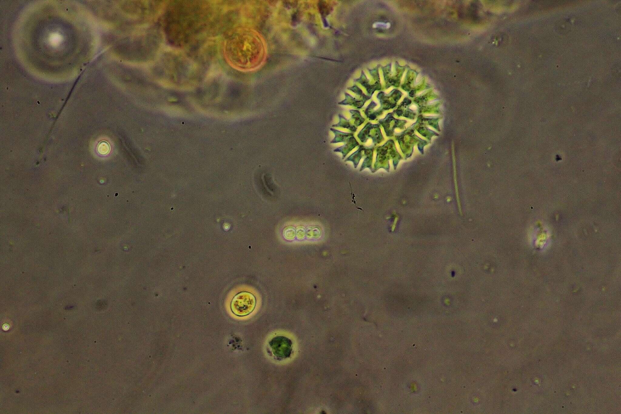 Image of Pseudopediastrum