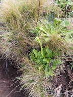 Image of Sebaea spathulata (E. Mey.) Steud.