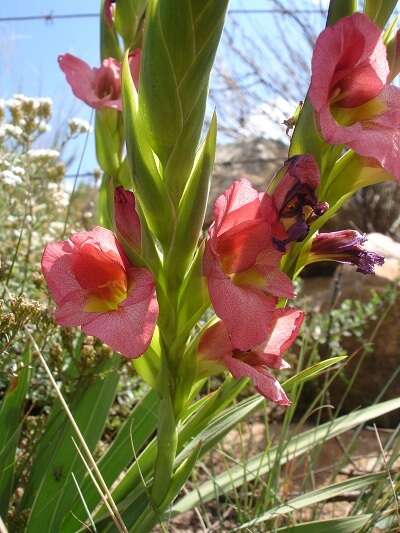 Imagem de Gladiolus rehmannii Baker