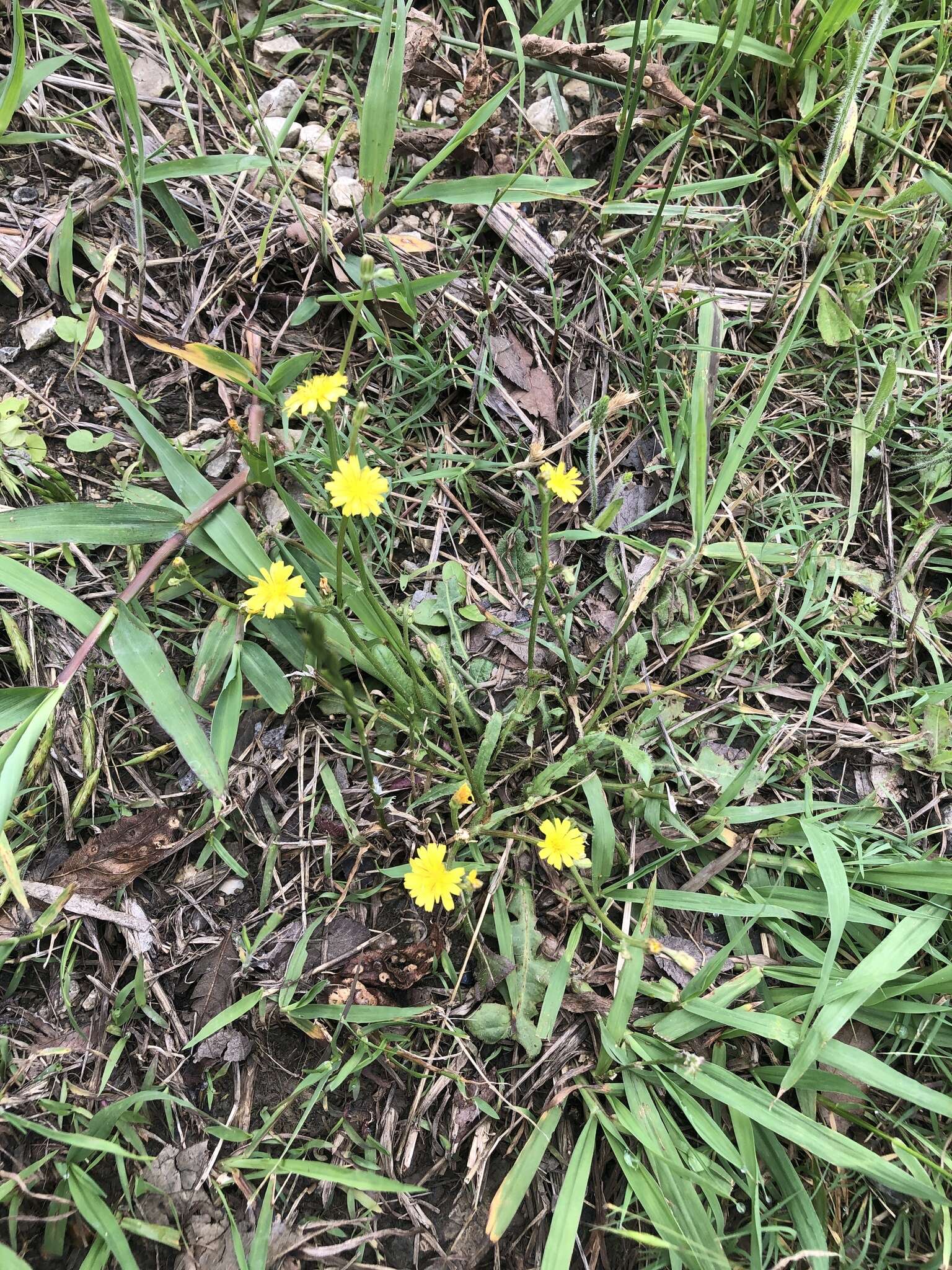 Image of striped hawksbeard