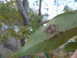 Image of Avocado lace bug