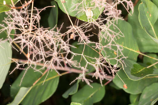 Image of European smoketree