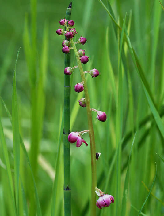 Image of liverleaf wintergreen