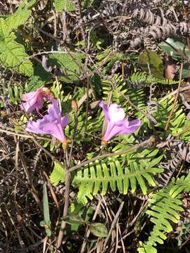 صورة Rhododendron farrerae Tate ex Sweet