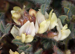 Sivun Astragalus pulsiferae var. coronensis S. L. Welsh, Ondricek & G. Clifton kuva