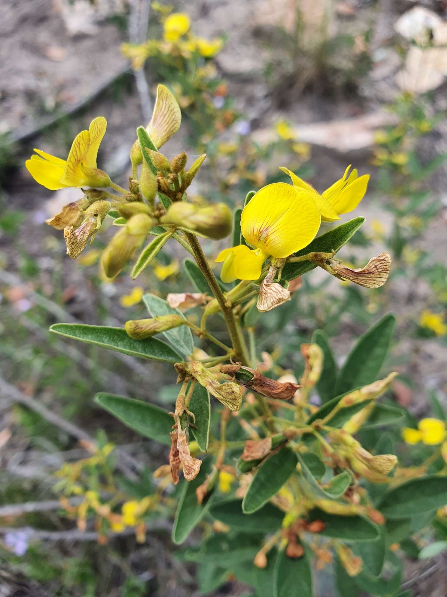 Sivun Cajanus acutifolius (F. Muell.) Maesen kuva