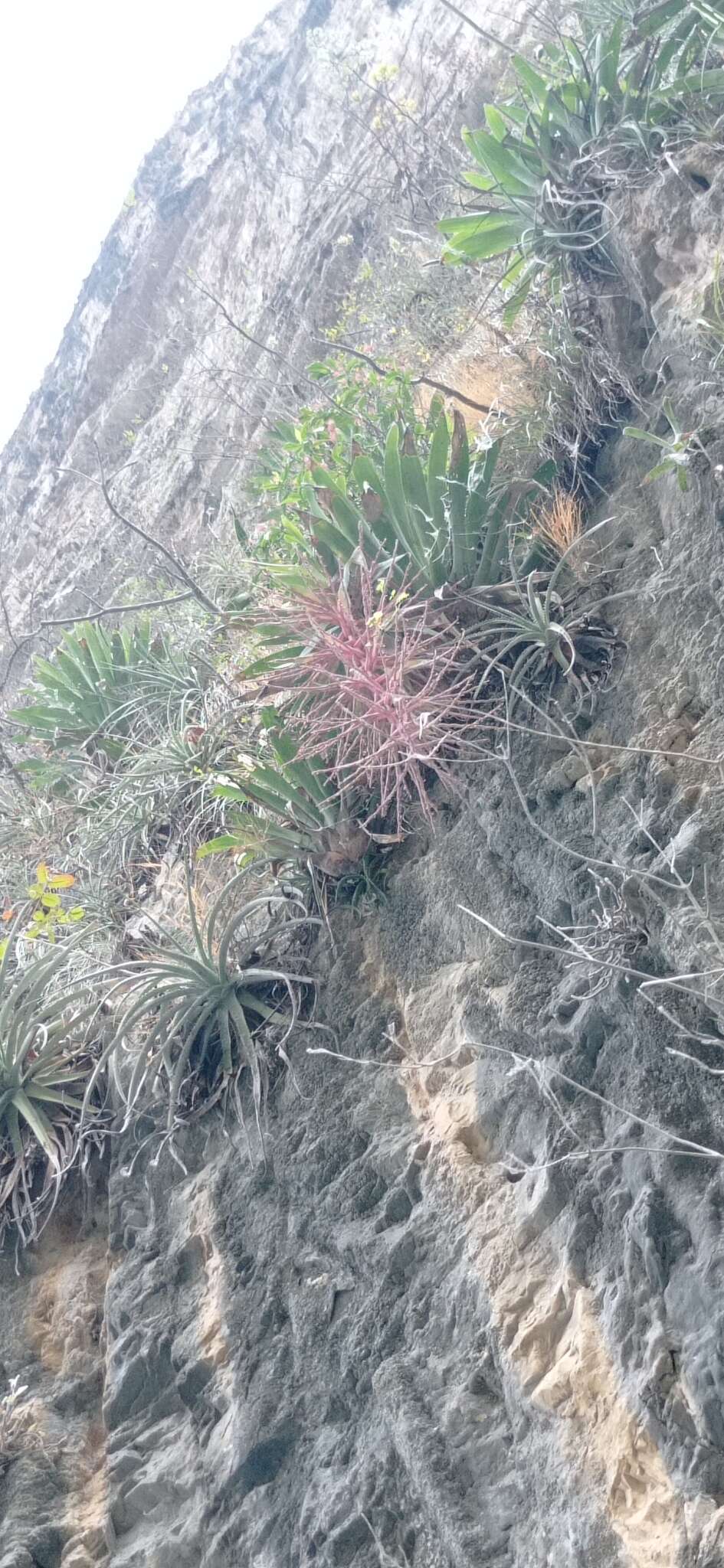 Imagem de Tillandsia juerg-rutschmannii Rauh