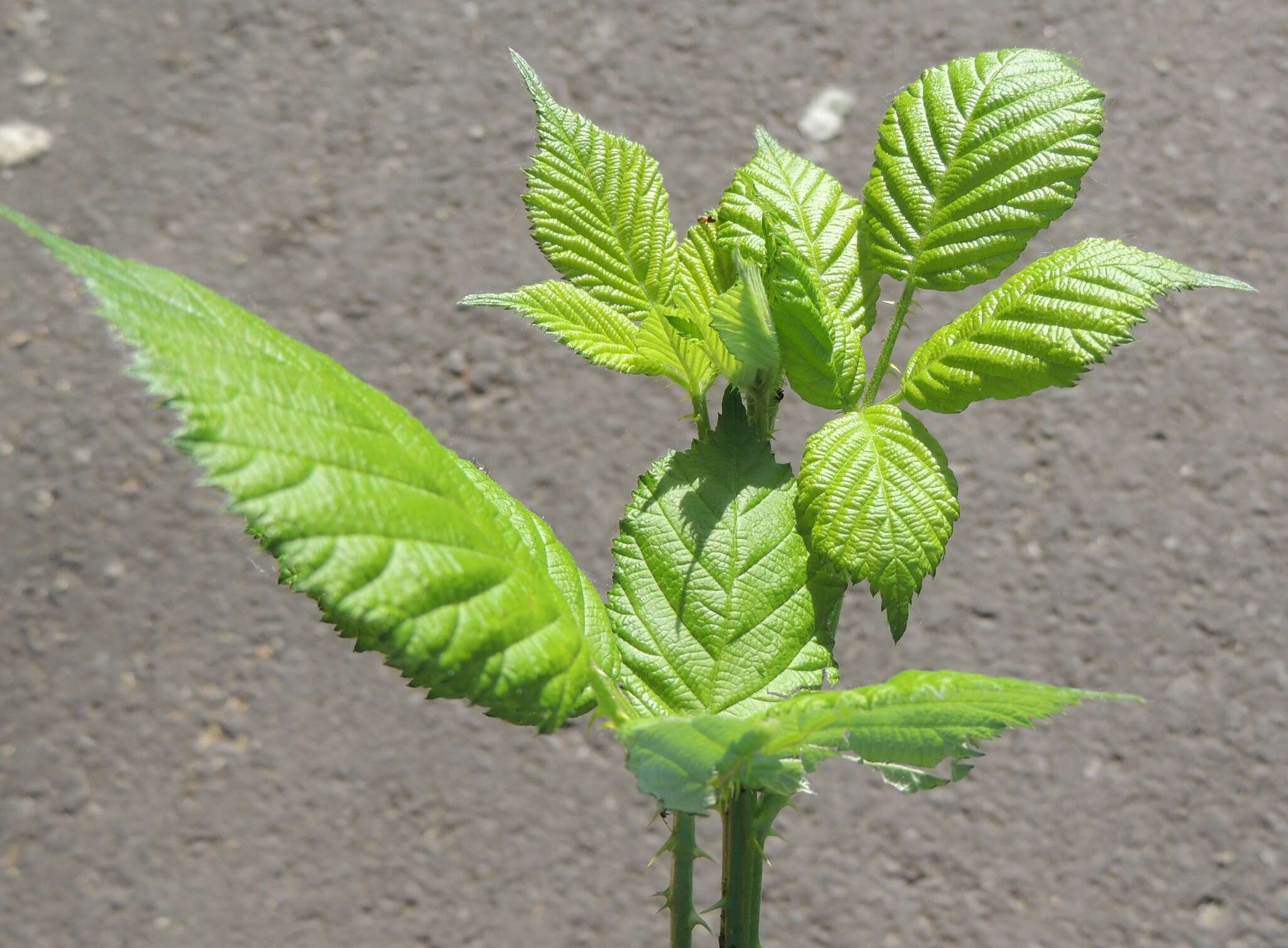 Image of Aphid