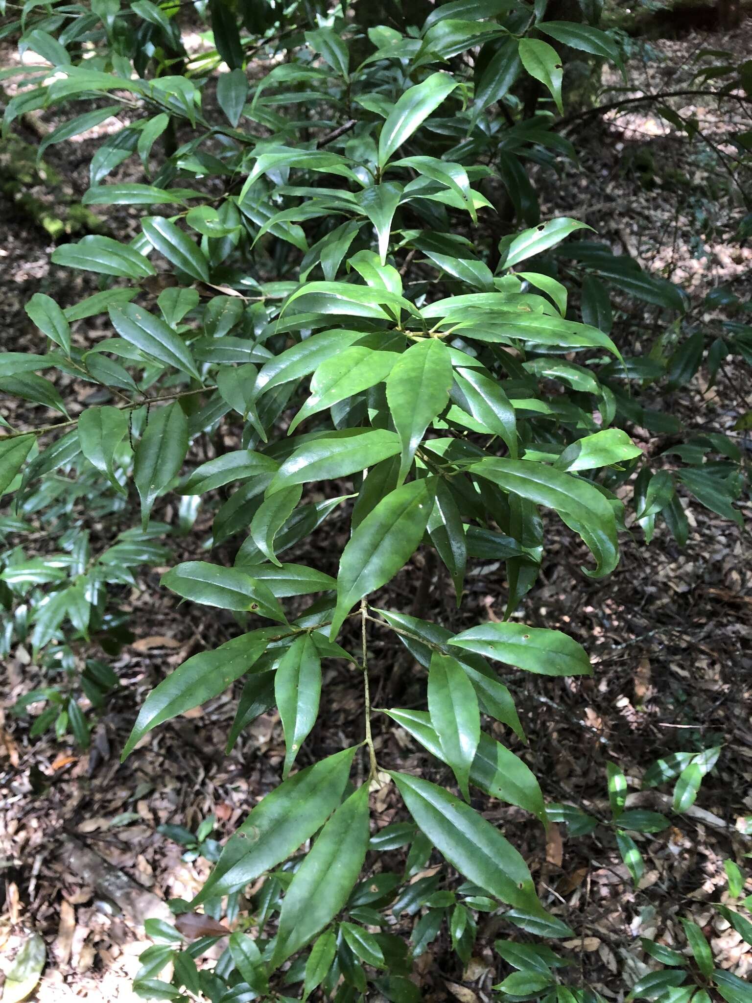 Image of Symplocos heishanensis Hayata