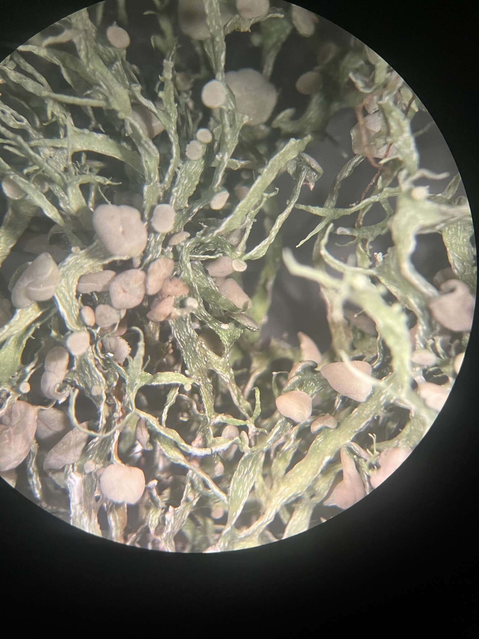 Imagem de Ramalina stenospora Müll. Arg.