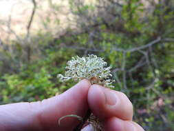 Imagem de Ramalina pollinaria (Westr.) Ach.