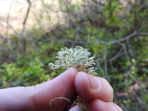 Image of cartilage lichen