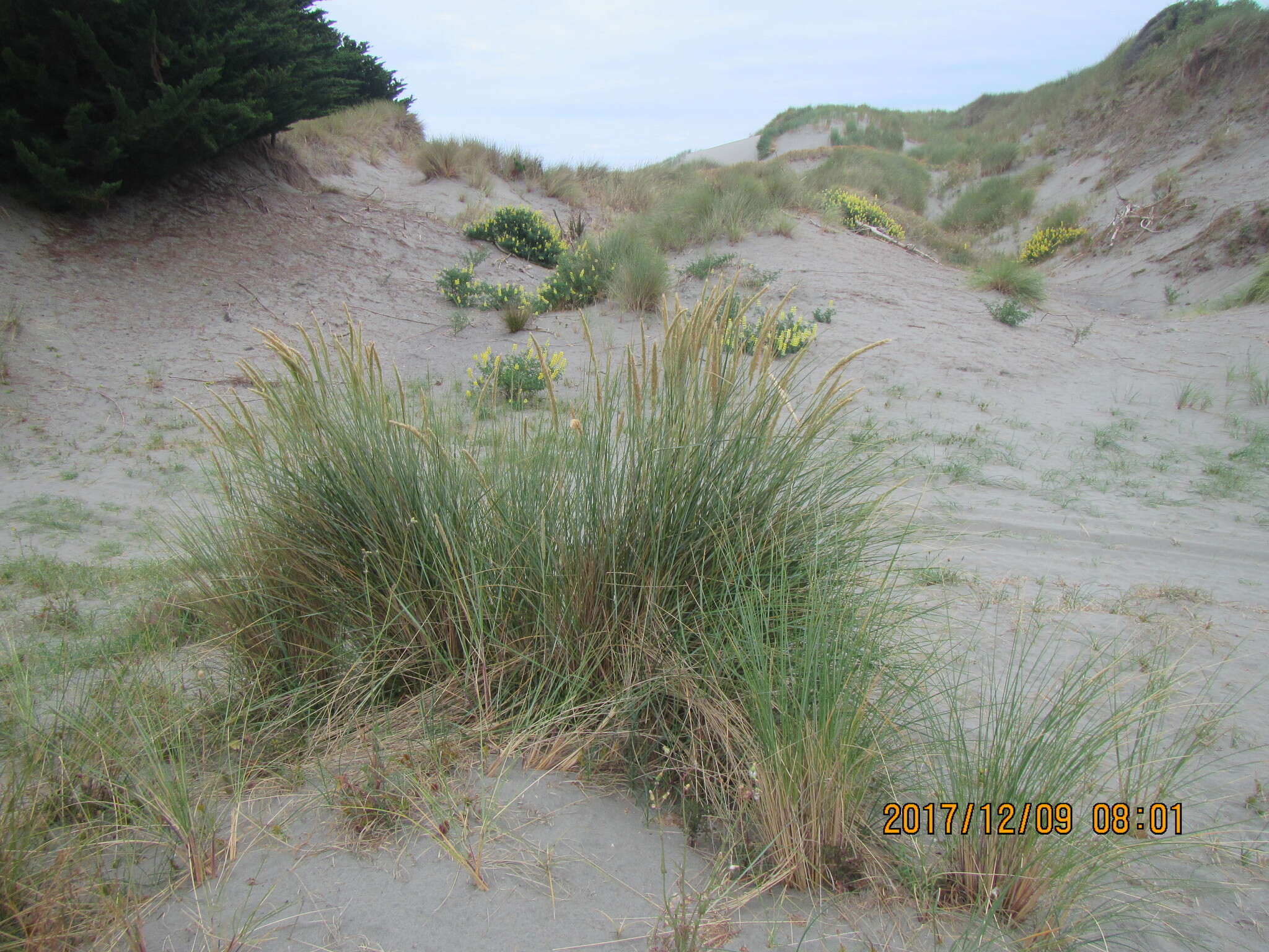 Image of European beachgrass