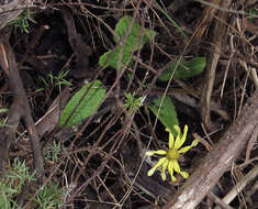 Image of Brachyglottis lagopus (Raoul) B. Nord.