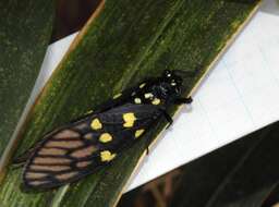 Image of Gaeana maculata (Drury 1773)