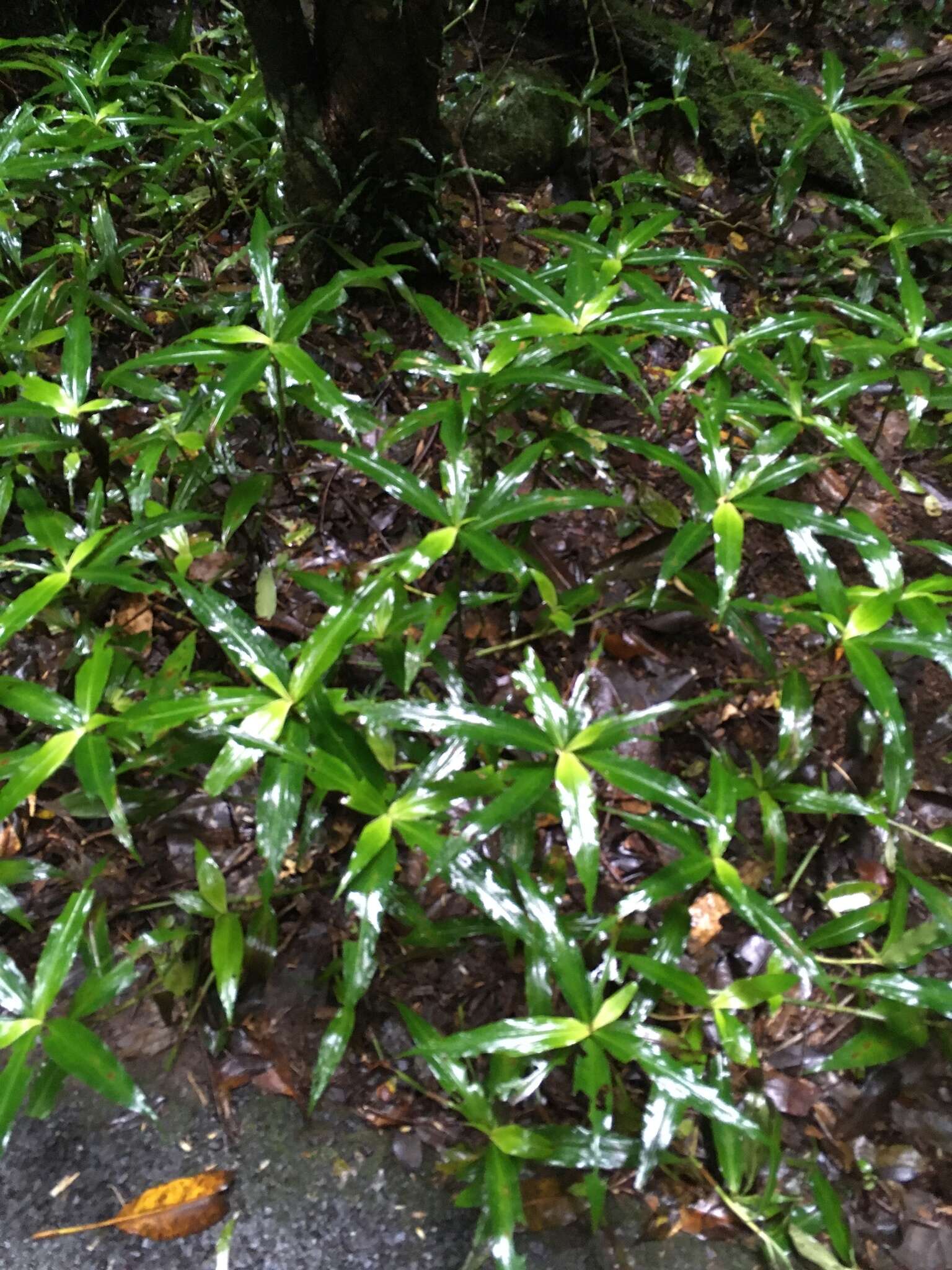 Image of Pollia crispata (R. Br.) Benth.