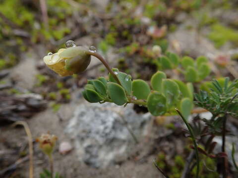 Image de Roepera maritima (Eckl. & Zeyh.) Beier & Thulin