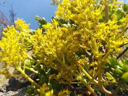 Image of tree stonecrop