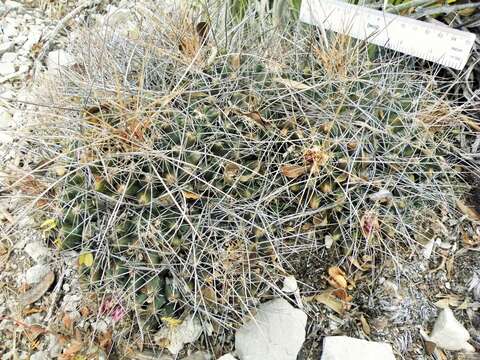 Image of Thelocactus conothelos subsp. flavus