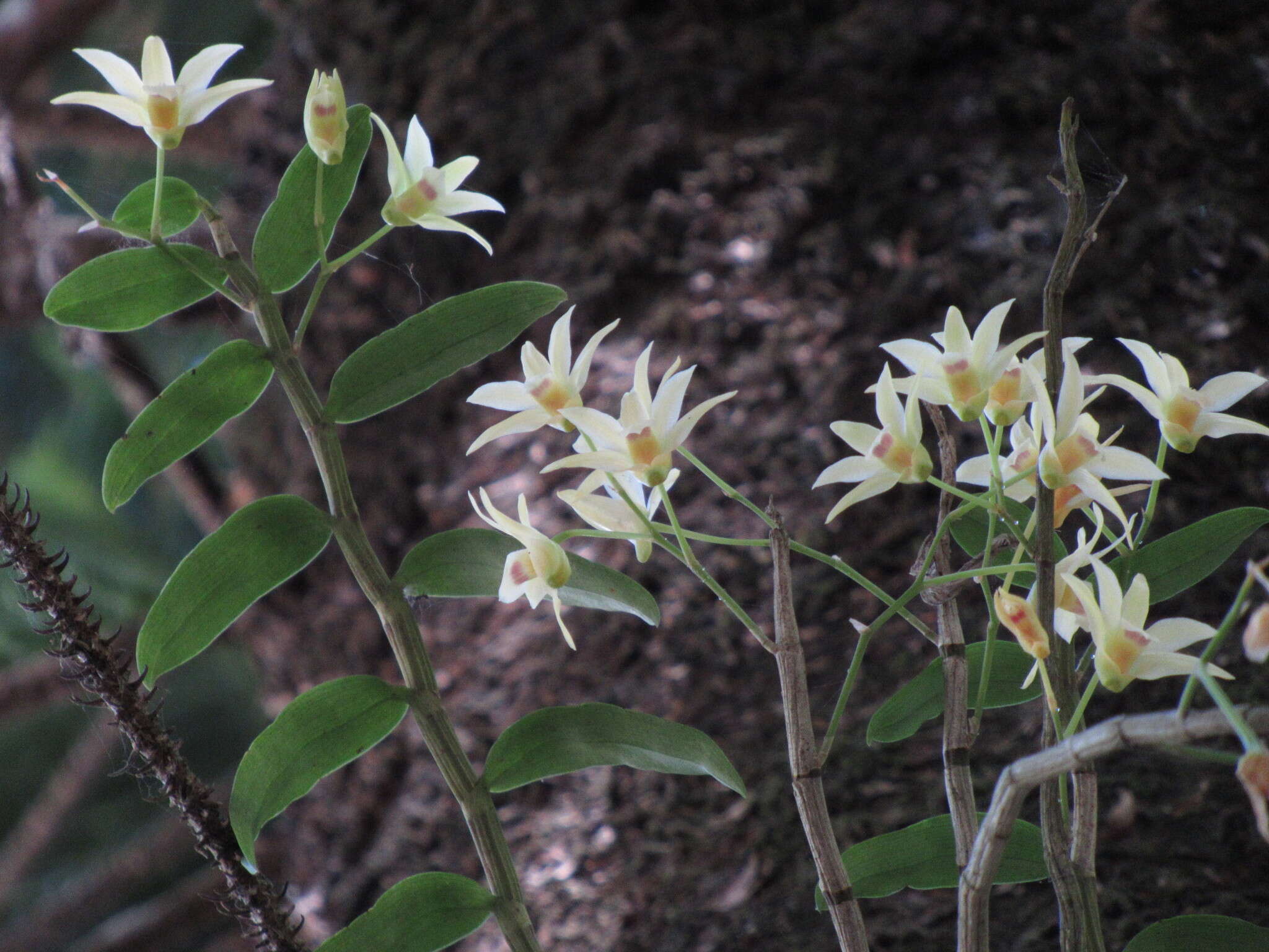 Imagem de Dendrobium catenatum Lindl.