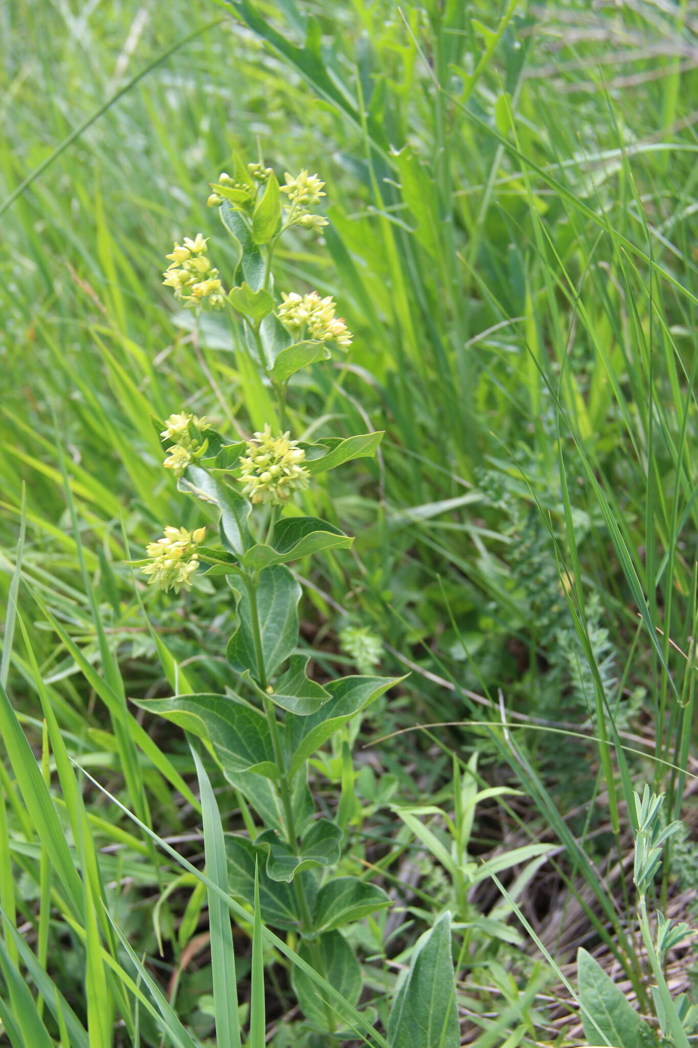 Image of white swallow-wort