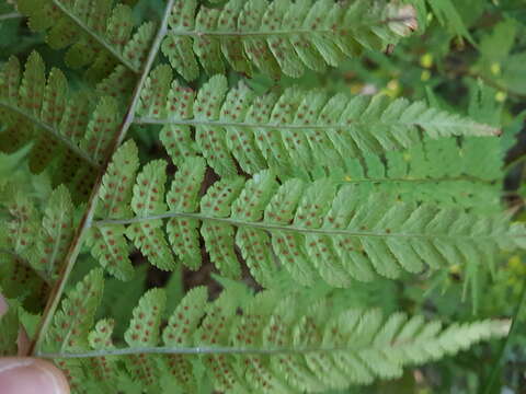 Image of Dryopteris pentheri (Krasser) C. Chr.