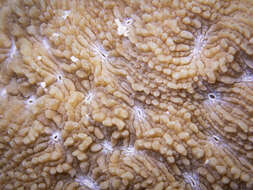 Image of dome coral