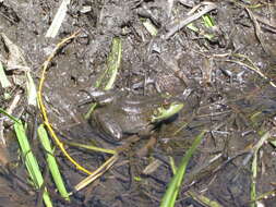 Слика од Lithobates catesbeianus (Shaw 1802)