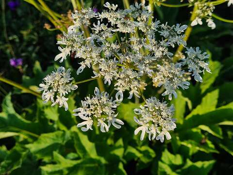 Imagem de Heracleum asperum (Hoffm.) Bieb.