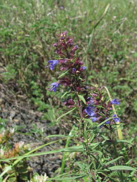 Image of Hyssopus officinalis subsp. officinalis