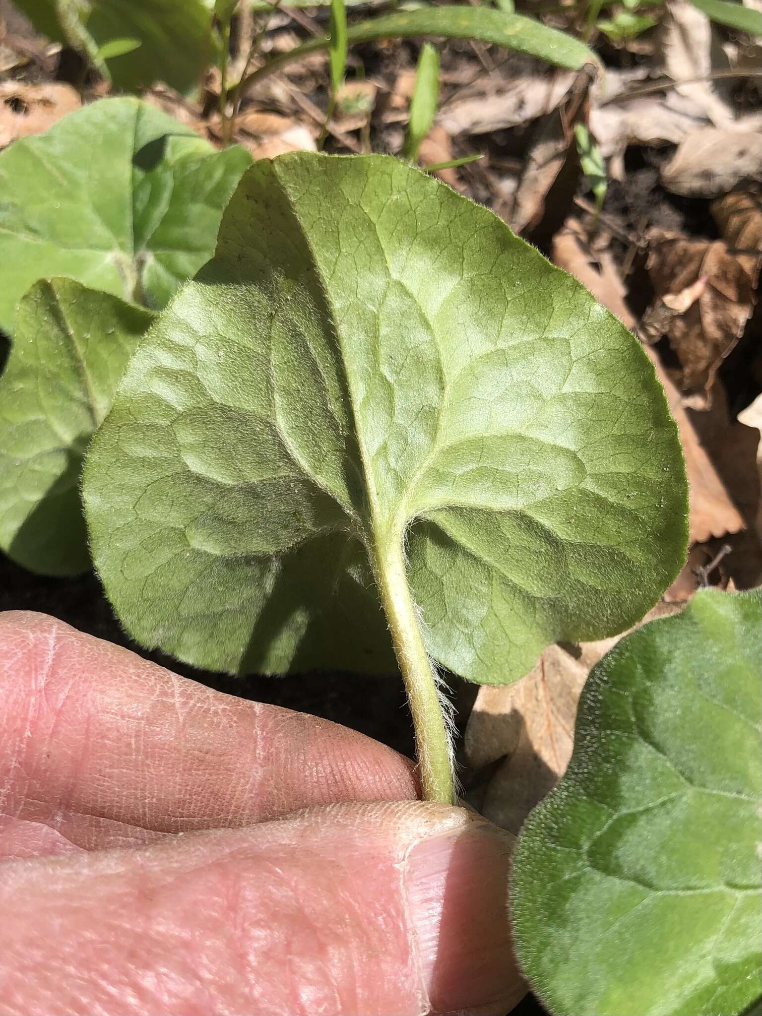 Image of Asarum canadense var. canadense