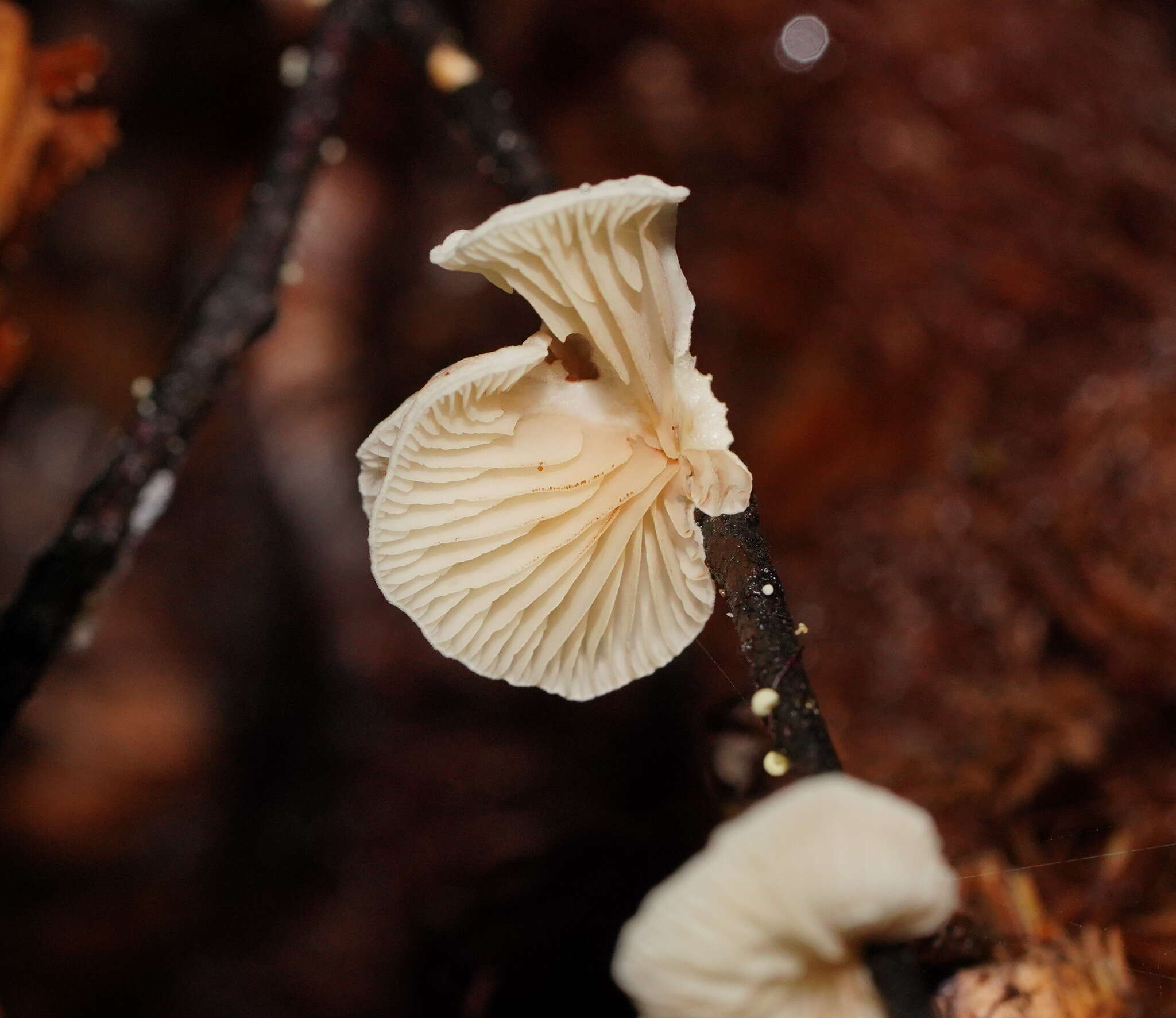 Слика од Crepidotus variabilis (Pers.) P. Kumm. 1871