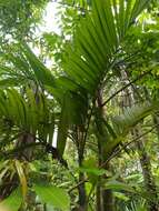 Image of betel palm