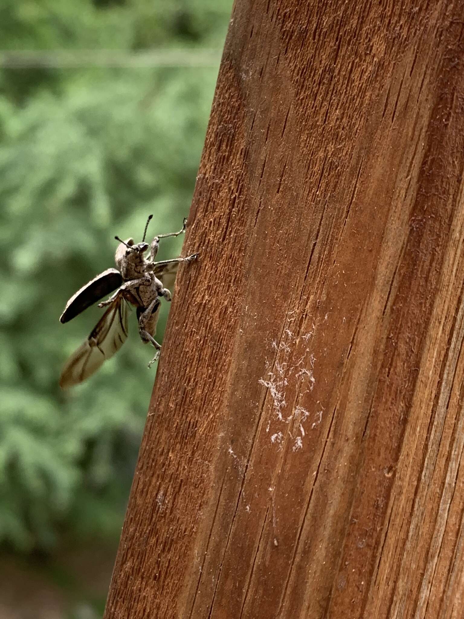 Image of New York Weevil