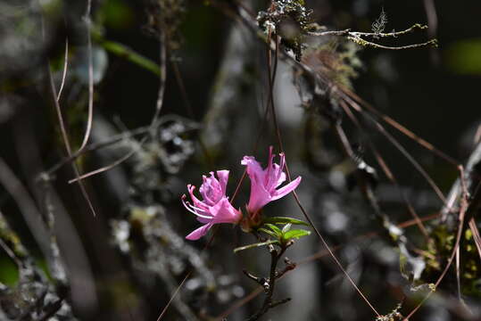 Image of Rhododendron breviperulatum Hayata