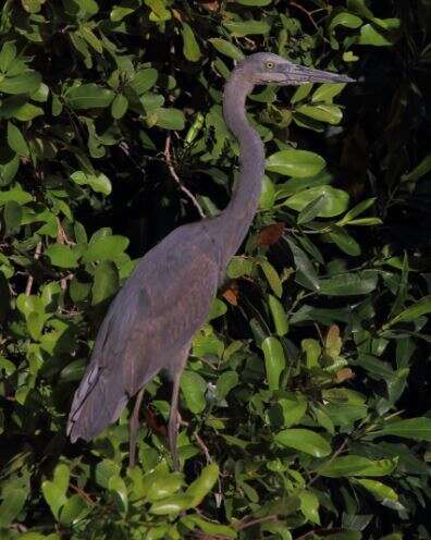 Image of Humblot's Heron