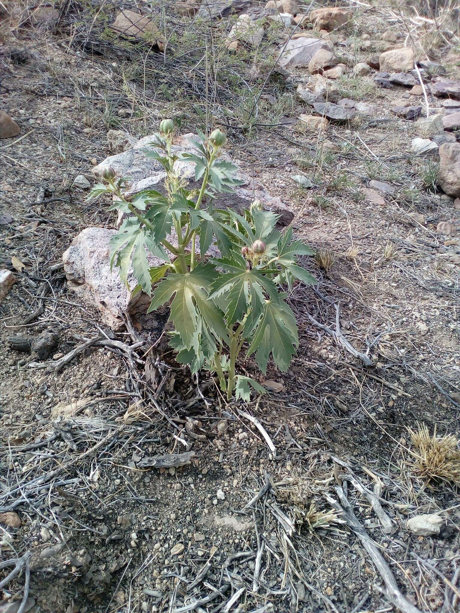 Слика од Jatropha macrorhiza Benth.