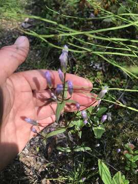 Image of Four-Part Dwarf-Gentian