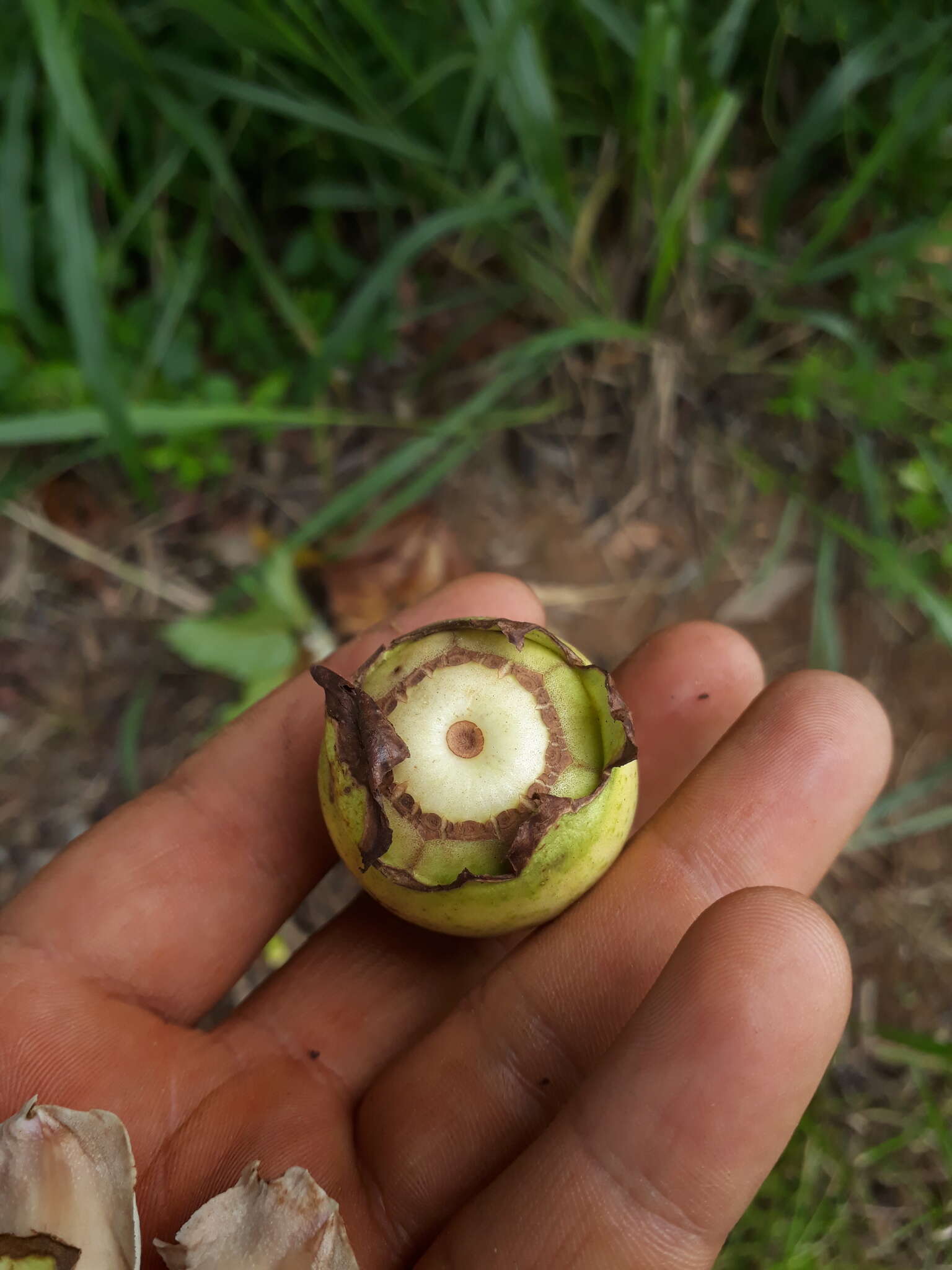 Imagem de Bellucia grossularioides (L.) Triana