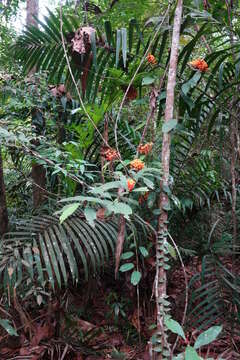 Image of Ixora congesta Roxb.