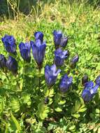 Image of Bog Gentian