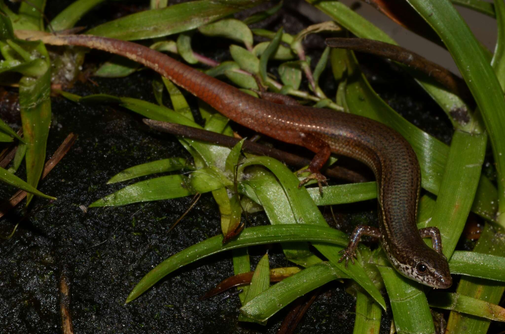 Image of Cabinda Lidless Skink