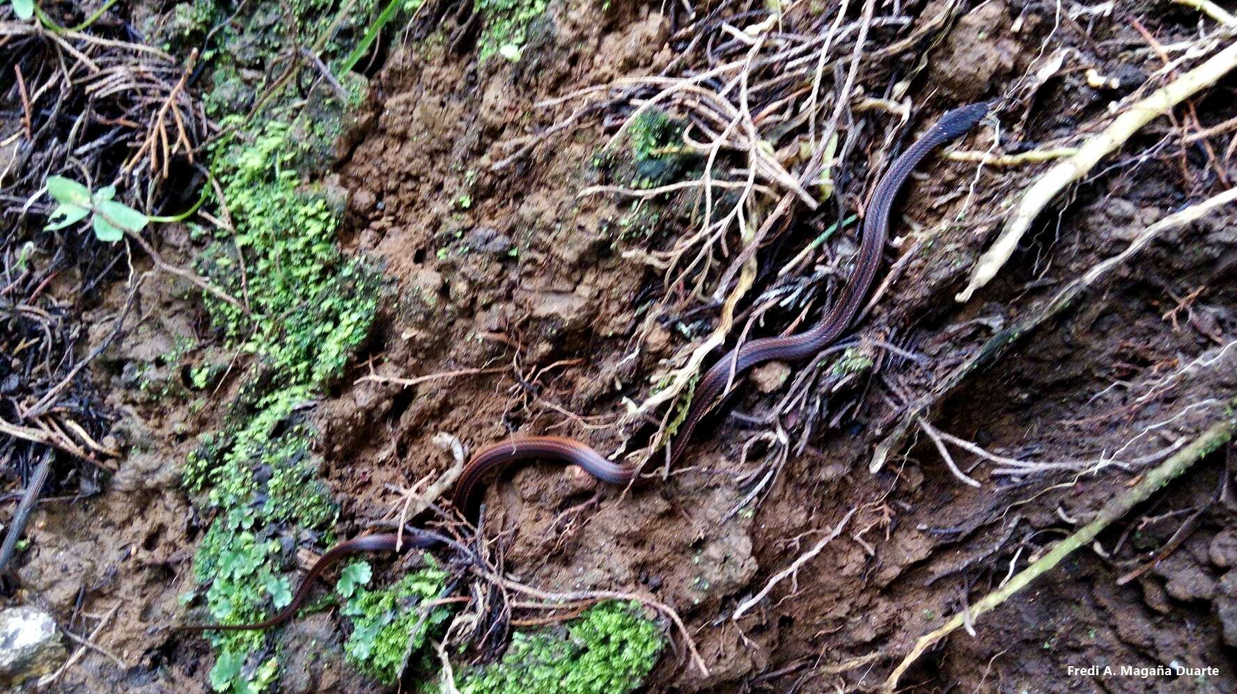 Image of Kinkelin Graceful Brown Snake