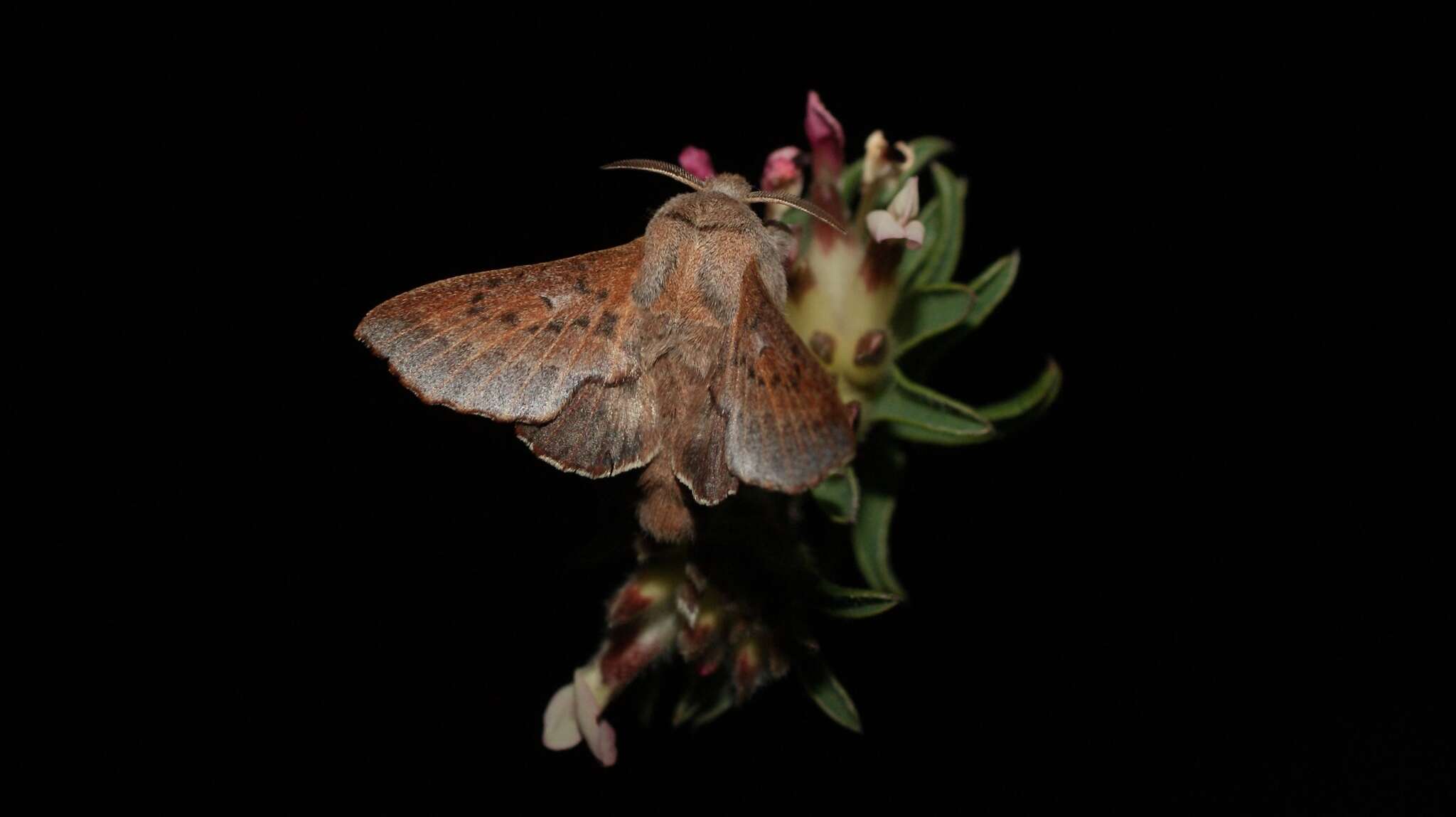 Image of Small Lappet Moth