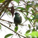 Image of Black-capped Tanager