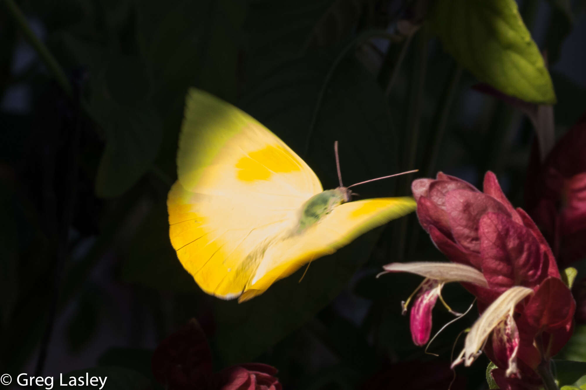 Слика од Phoebis philea (Linnaeus 1763)